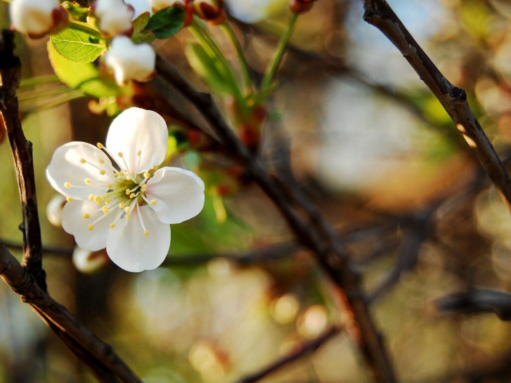 Delicate White Flower Wallpaper on Golden Background: Serene Nature