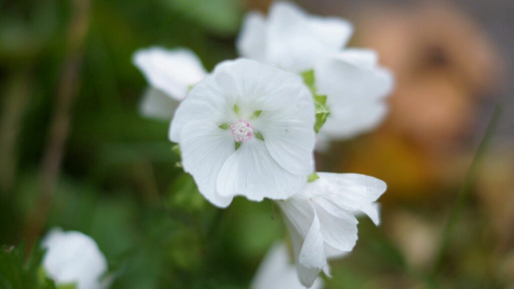Delicate White Flowers Wallpaper: Serene Nature Background