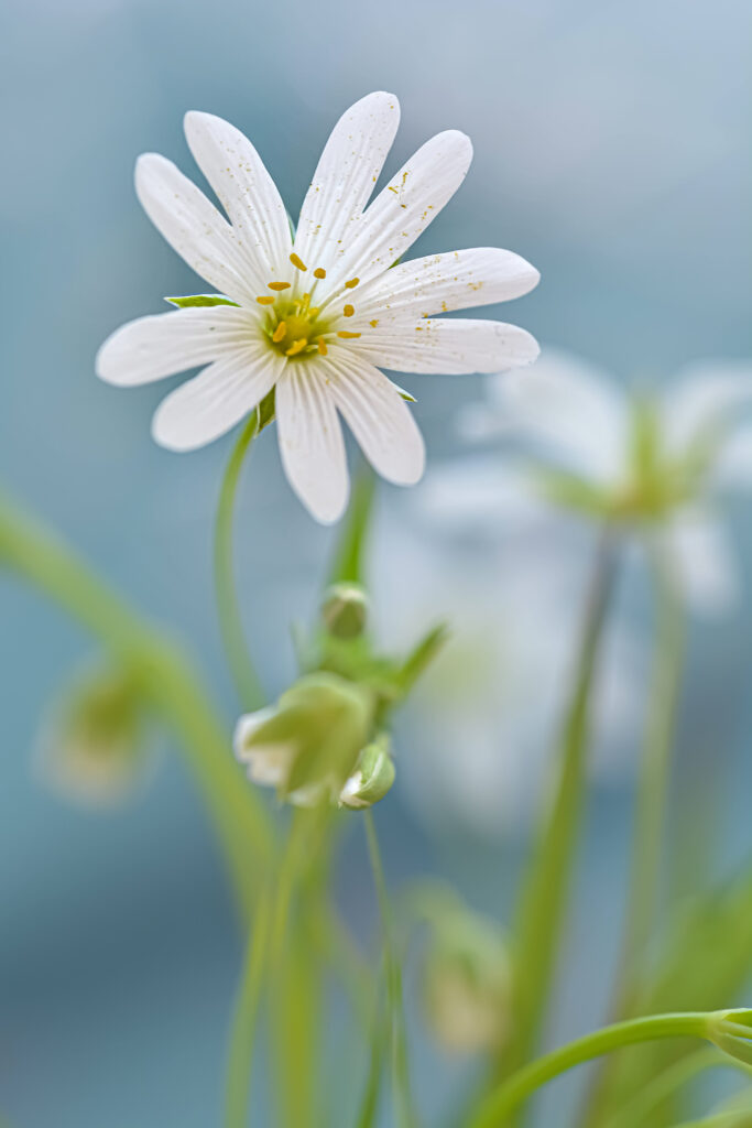 Serene White Flower Wallpaper with Blurred Background