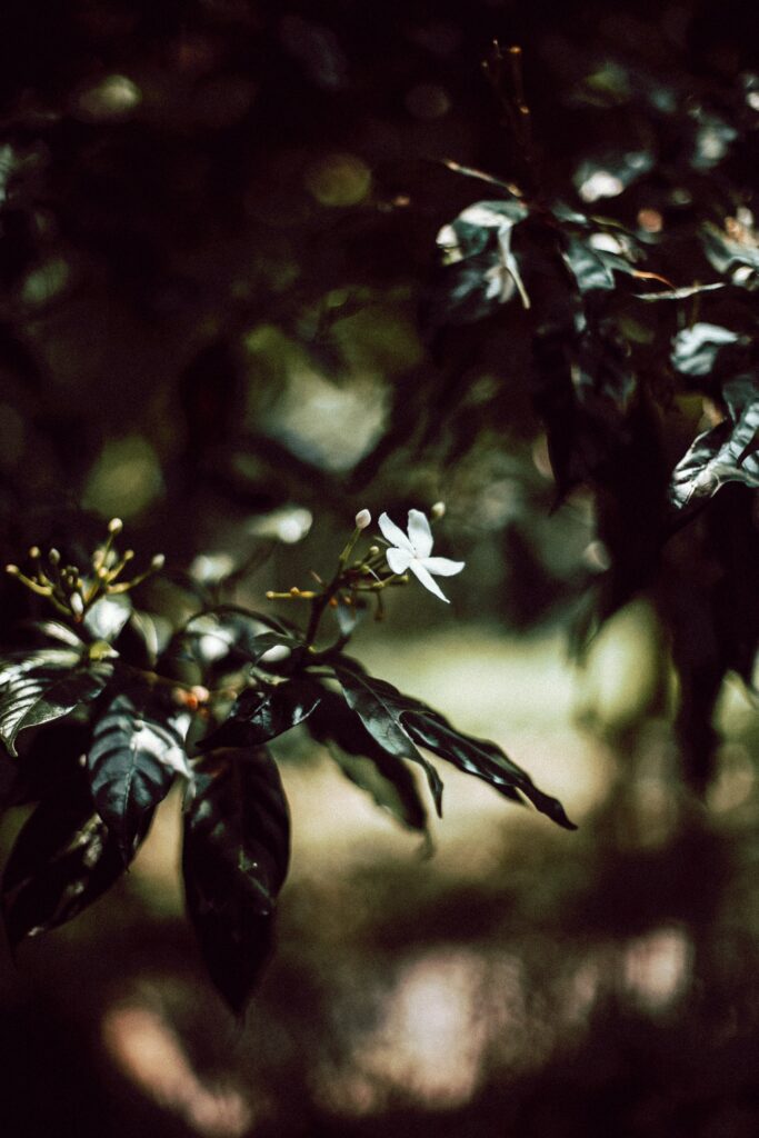 Calming Serene Wallpaper: Delicate White Flower Amidst Green Leaves