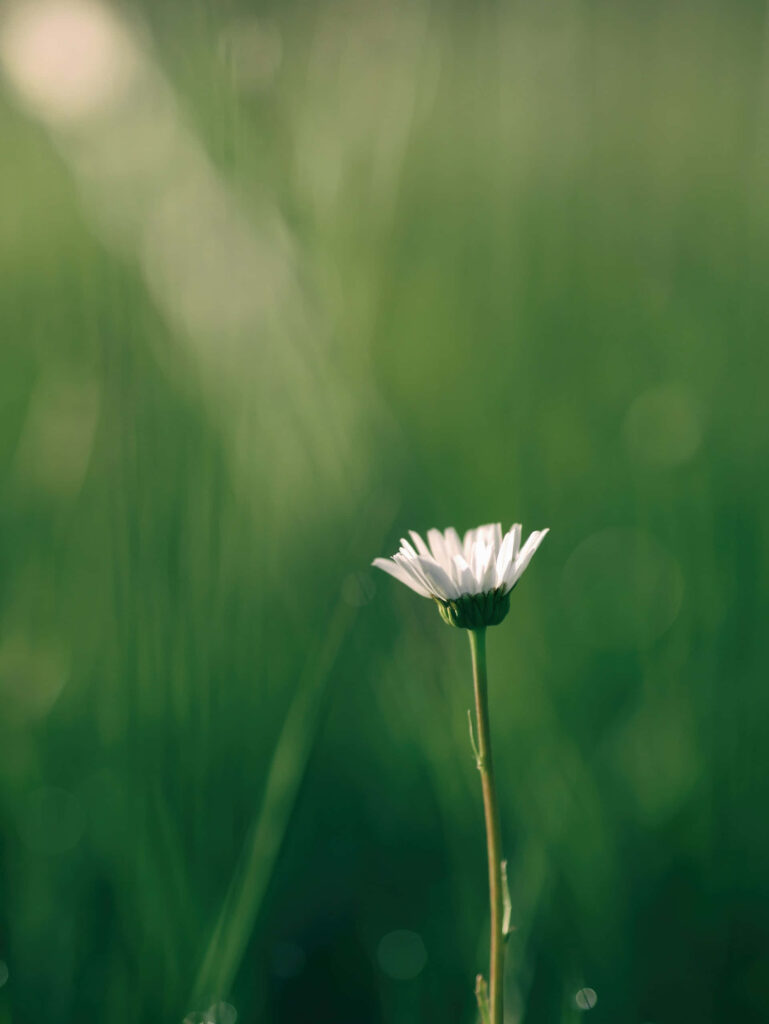 Serene White Flower Wallpaper Over Lush Green Background