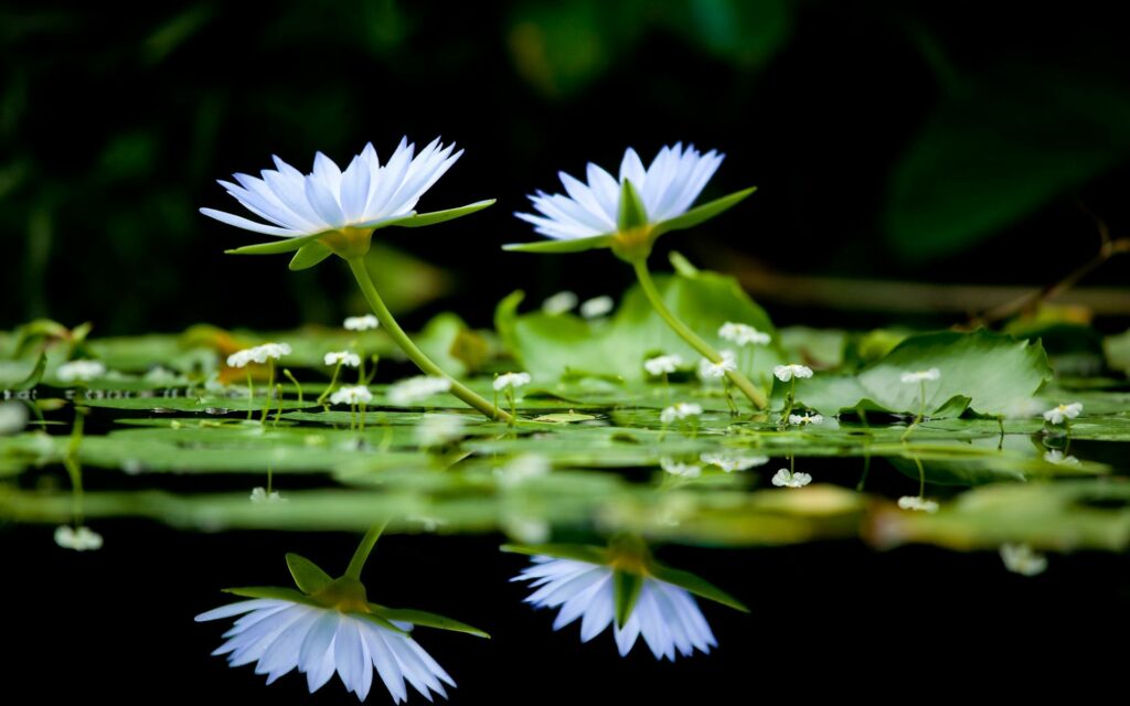 Tranquil White Flower Reflection on Calm Water - Serene Wallpaper