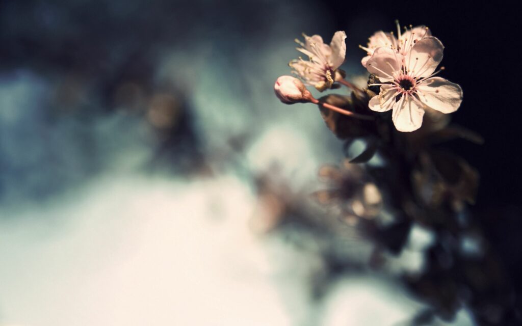 Serene White Flower Wallpaper: Soft Light Contrast on Dark Background
