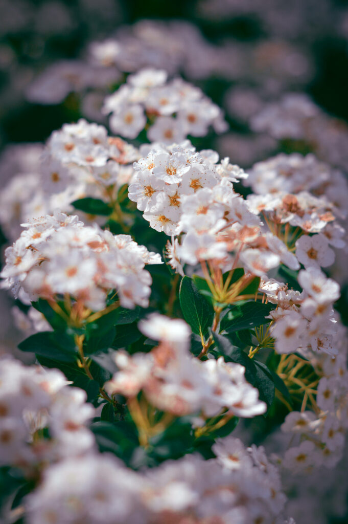 Serene White Flower Wallpaper for Android - Elegant Close-Up Design