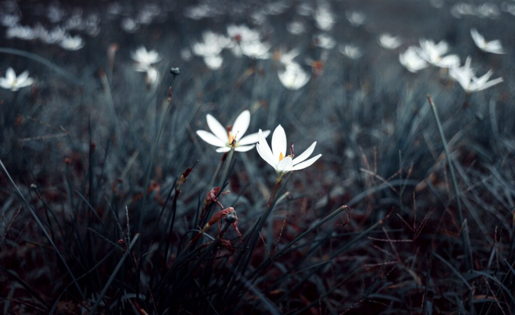 Serene Floral Wallpaper: Delicate White Flowers in Nature's Embrace