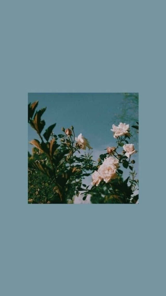 Calm White Flowers on Muted Blue: Serene Nature Wallpaper