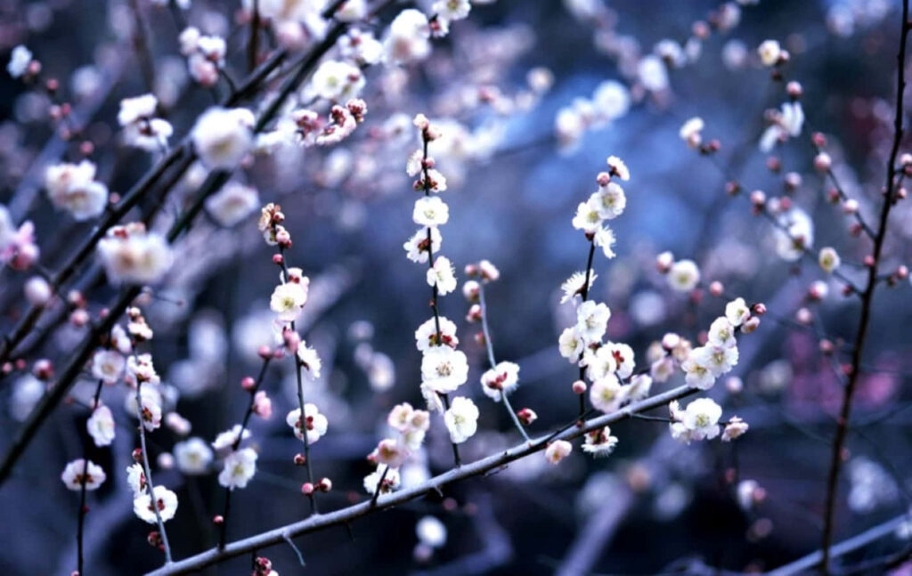 Serene White Flower Wallpaper on Muted Background - Ethereal Beauty