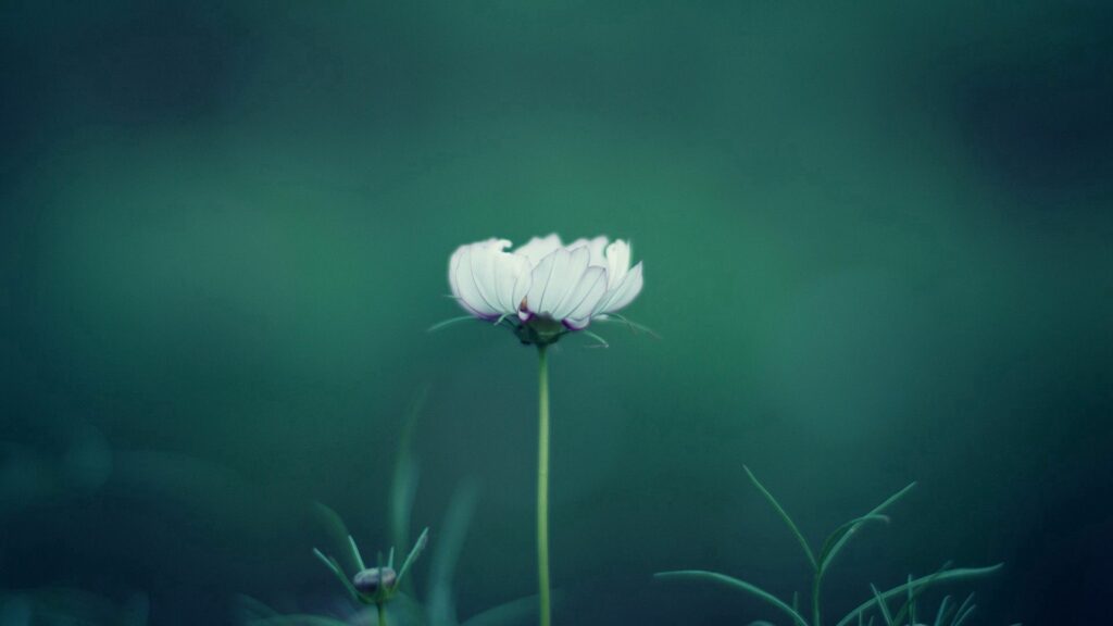 Serene Wallpaper: Delicate White Flower on Soft Green Background