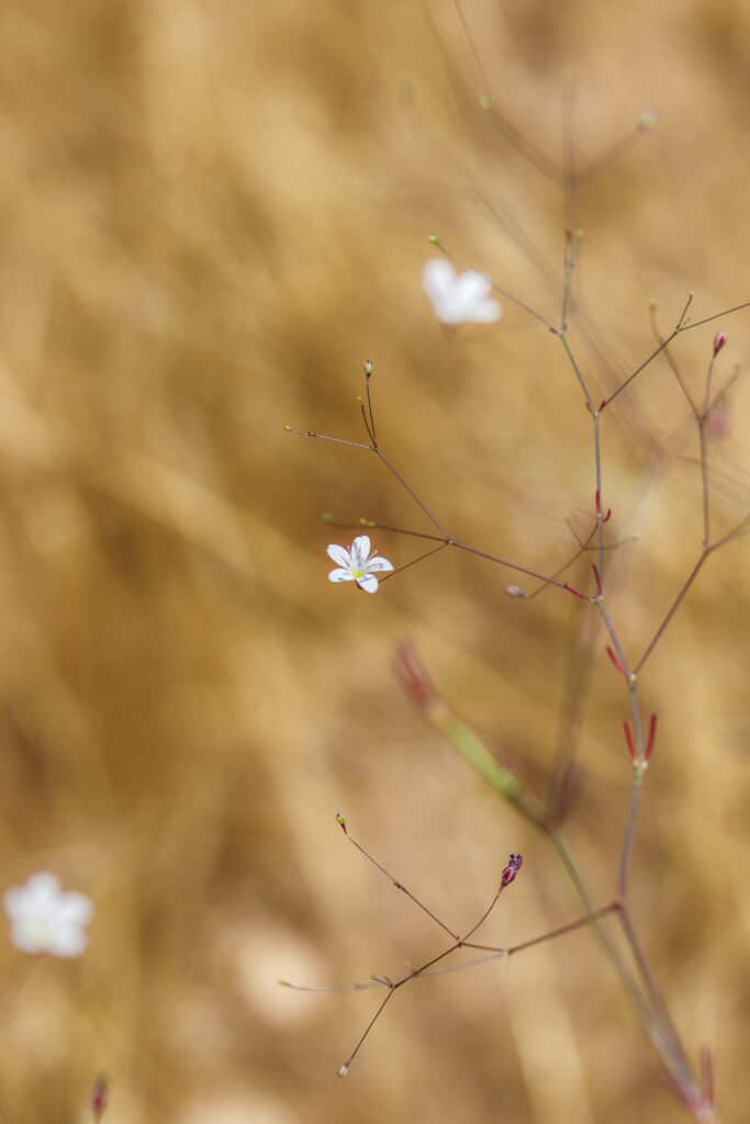 Macro White Flowers Wallpaper with Serene Background Design