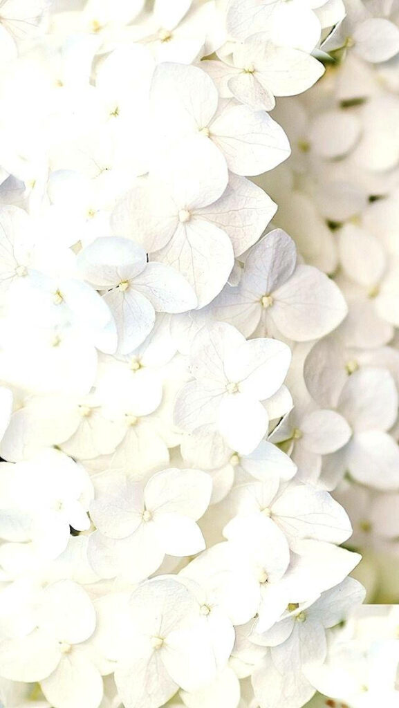 Serene White Flower iPhone Wallpaper on Bright Minimalist Background