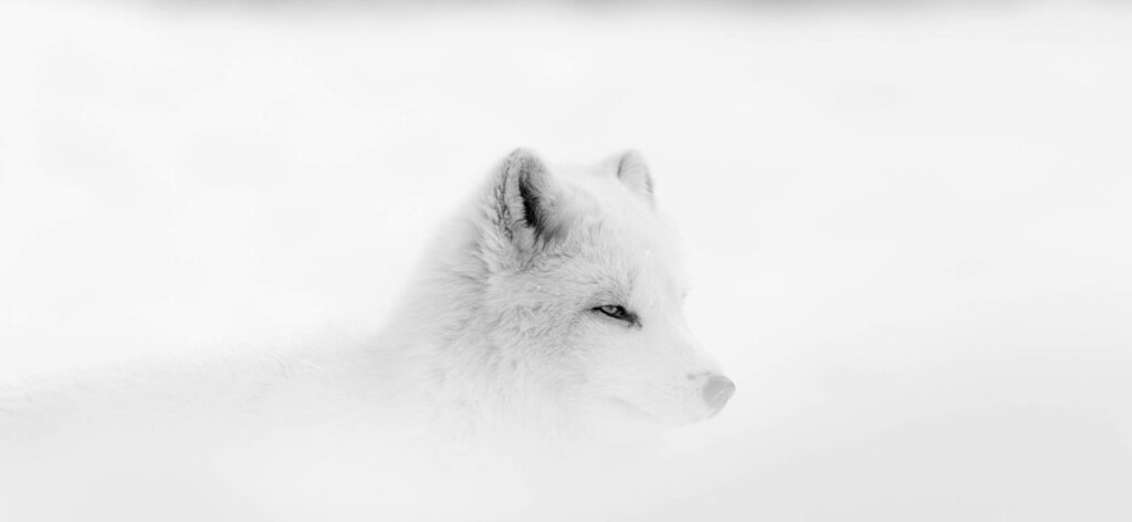 Serene White Fox in Misty Background - Tranquil Wallpaper