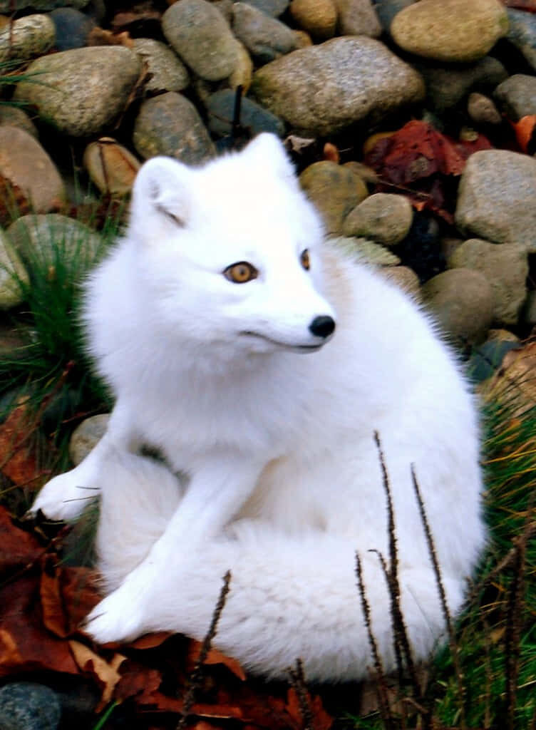 Serene White Fox Wallpaper: Elegant Nature Background with Rocks