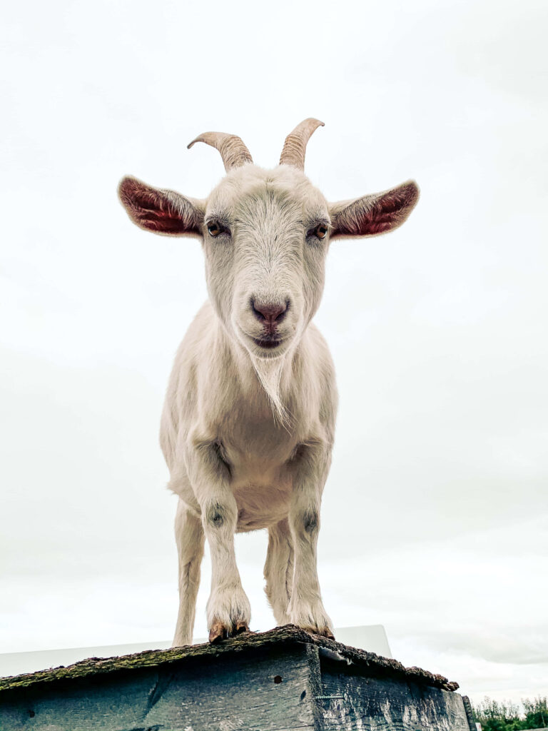 White Goat Wallpaper: Serene Nature Background with Cloudy Sky