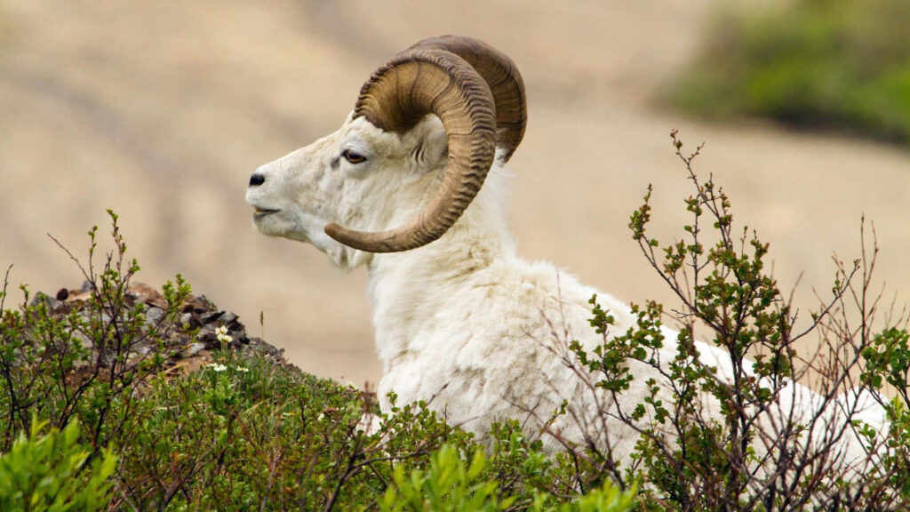 Calming White Goat Wallpaper in Lush Greenery | Serene Background