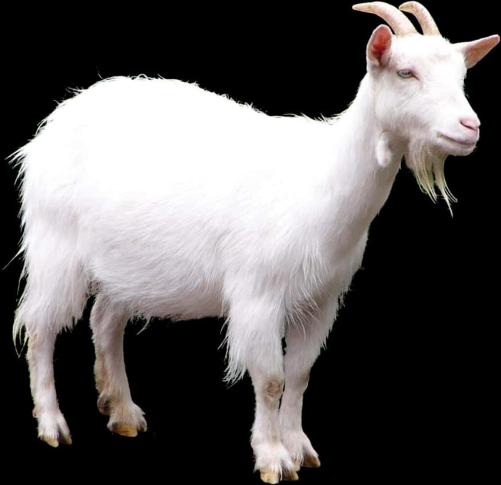 Serene White Goat Wallpaper on Striking Black Background