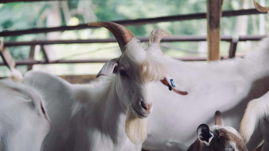 Close-Up of Serene White Goat with Striking Horns in Rustic Farm Setting Wallpaper