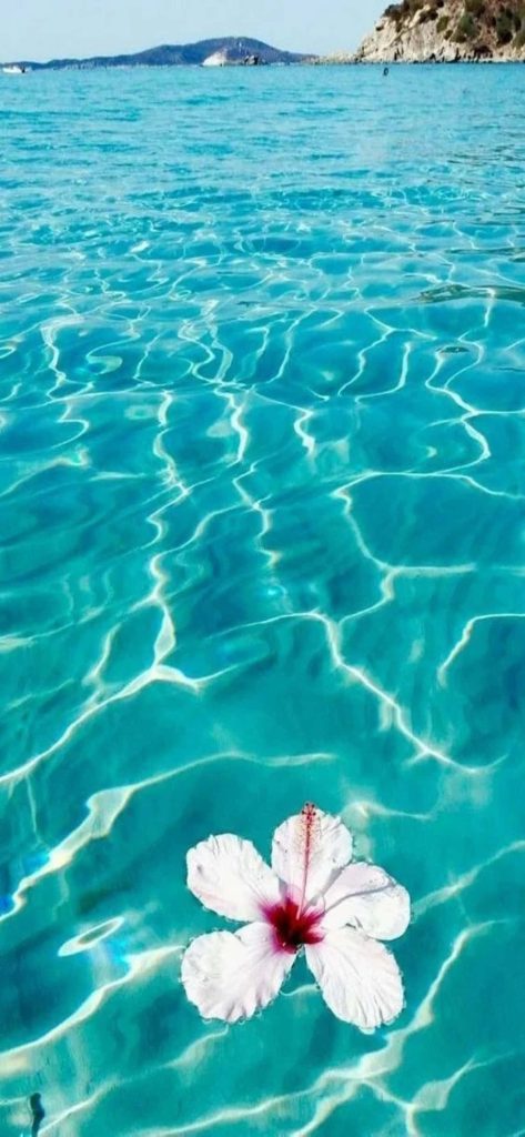 White hibiscus flower floating on clear turquoise ocean water with bright sunlit ripples Wallpaper
