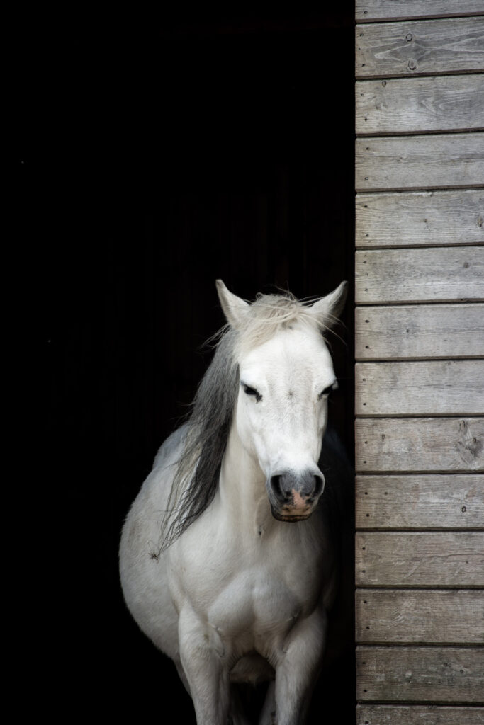 Serene White Horse in Stable Shade: Rustic Wallpaper Background