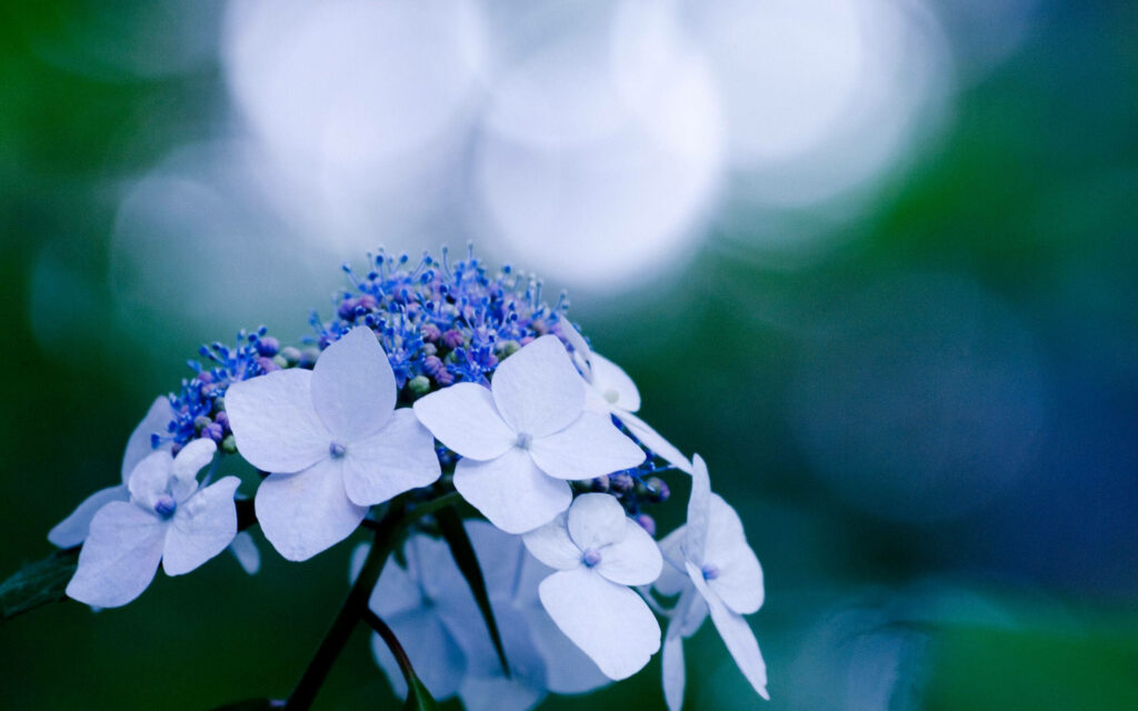 Delicate White Hydrangeas: Serene Close-Up with Soft Green Background Wallpaper