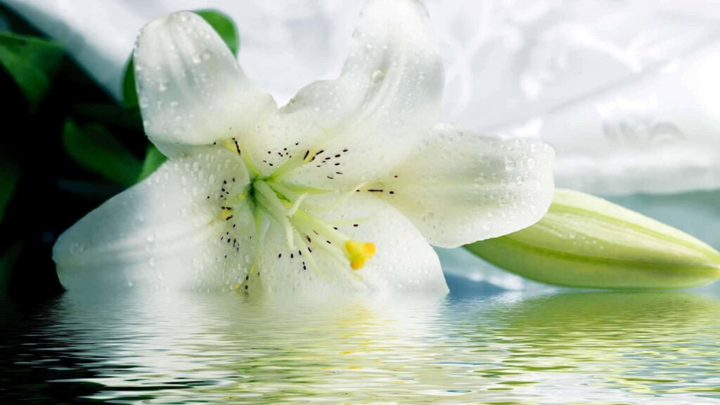 Tranquil White Lily Wallpaper with Water Drop Reflection
