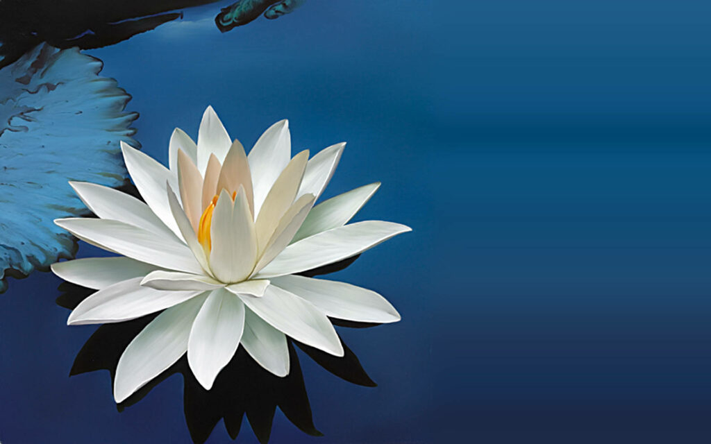 Serene White Lotus Blossom Wallpaper on Deep Blue Background