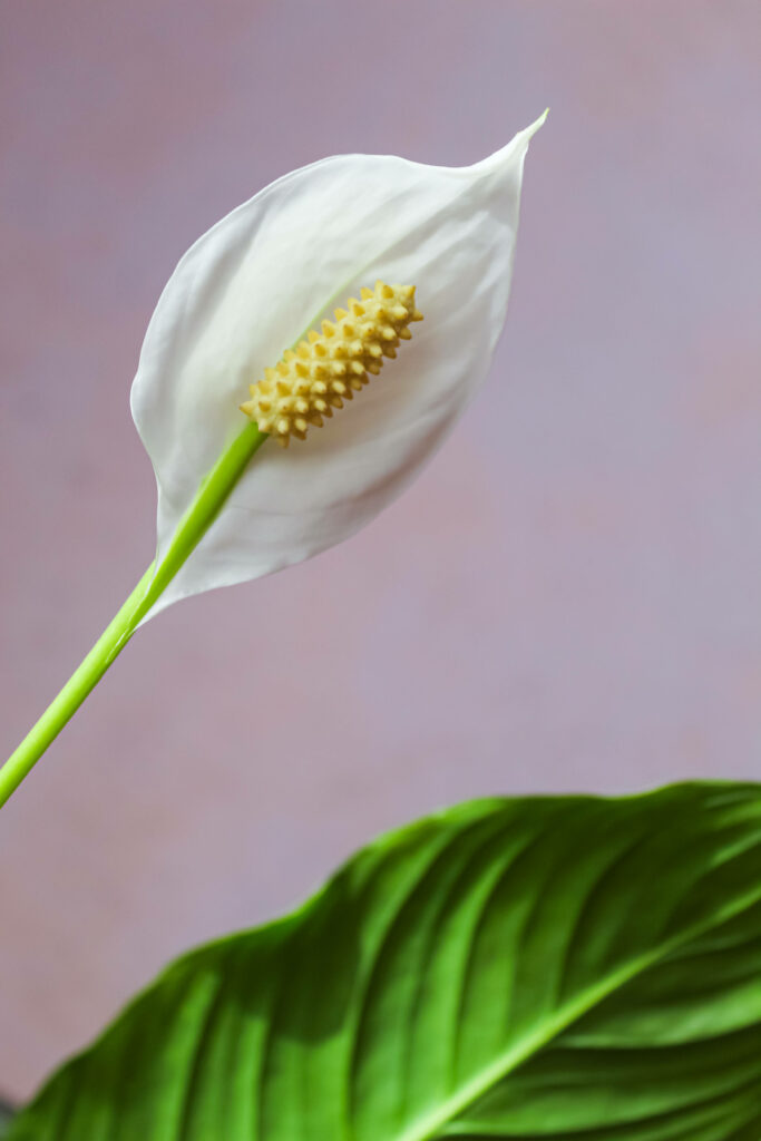 Elegant White Peace Lily on Soft Pink Background - Close-Up Wallpaper