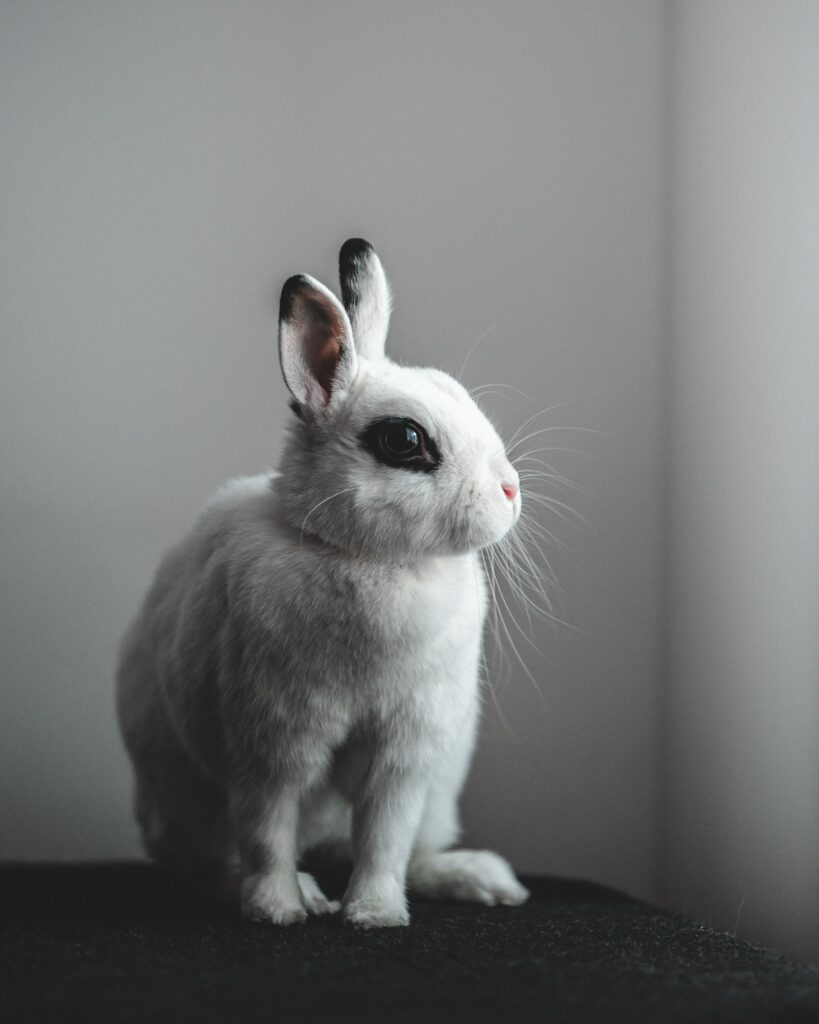 Serene White Rabbit Wallpaper - Calming Neutral Background Art