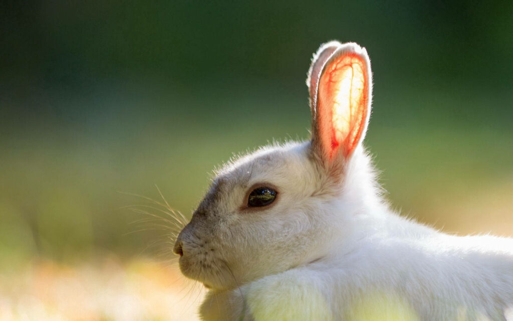 Serene White Rabbit Wallpaper: Glowing Ears in Sunlit Bliss