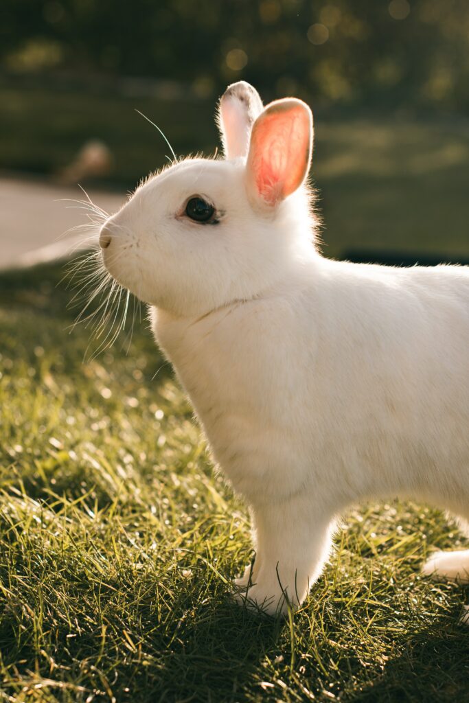 Serene White Rabbit Wallpaper in Grassy Field - Nature’s Charm