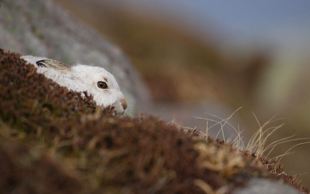 Tranquil White Rabbit Wallpaper: Cozy Nature Scene Background