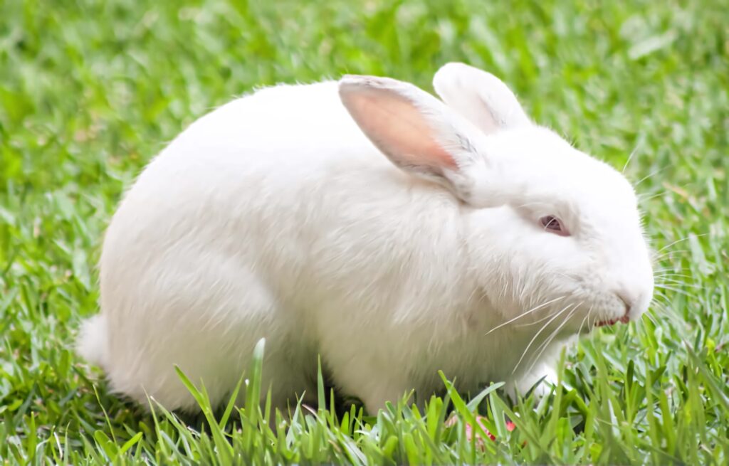 Serene White Rabbit on Lush Green Lawn - Tranquil Wallpaper Background