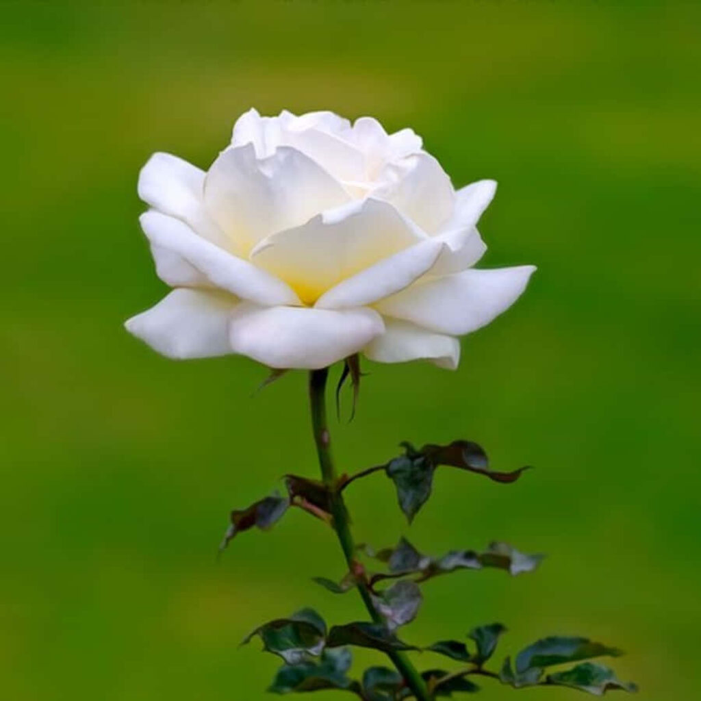 Elegant White Rose in Bloom Against Soft Green Background Wallpaper