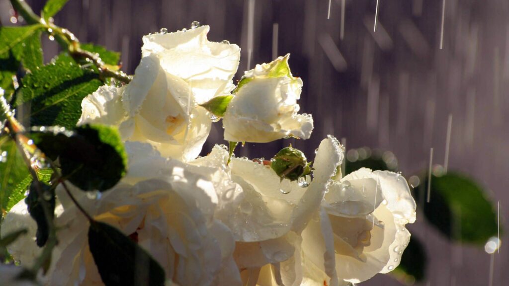 Serene White Roses Wallpaper with Raindrops & Lush Green Leaves