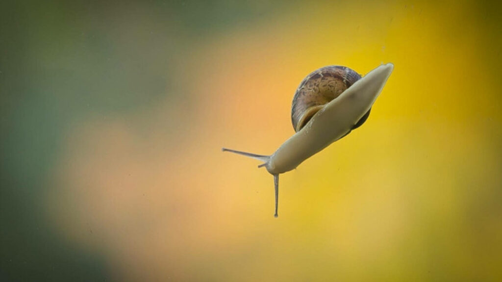 Tranquil White Snail Wallpaper: Colorful Blurred Background