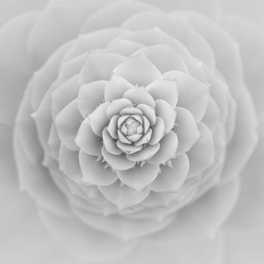 Serene White Succulent Wallpaper: Close-Up Layered Petals Background