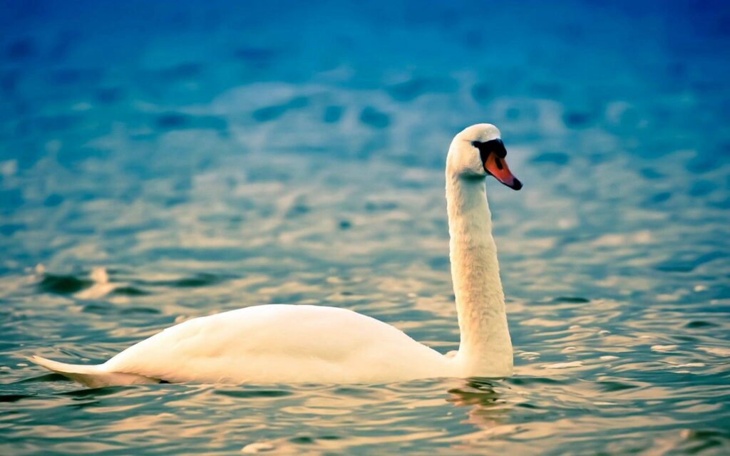 Serene White Swan Wallpaper - Elegant Aquatic Background 1680x1050