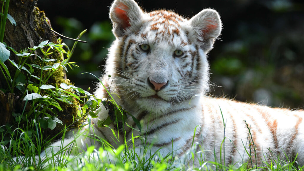 Serene White Tiger Cub Resting Amidst Lush Greenery Wallpaper