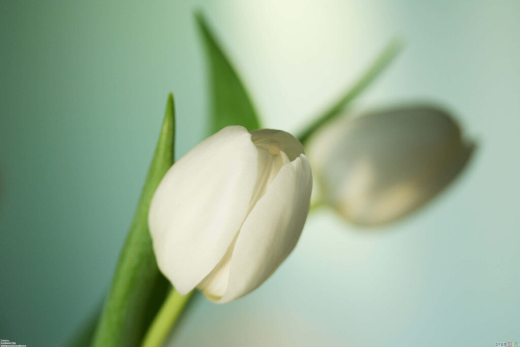 Serene White Tulips Wallpaper: Tranquil Springtime Background
