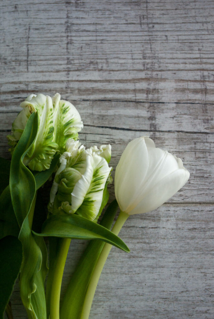 Serene White Tulips on Rustic Wood - Calming Wallpaper Background