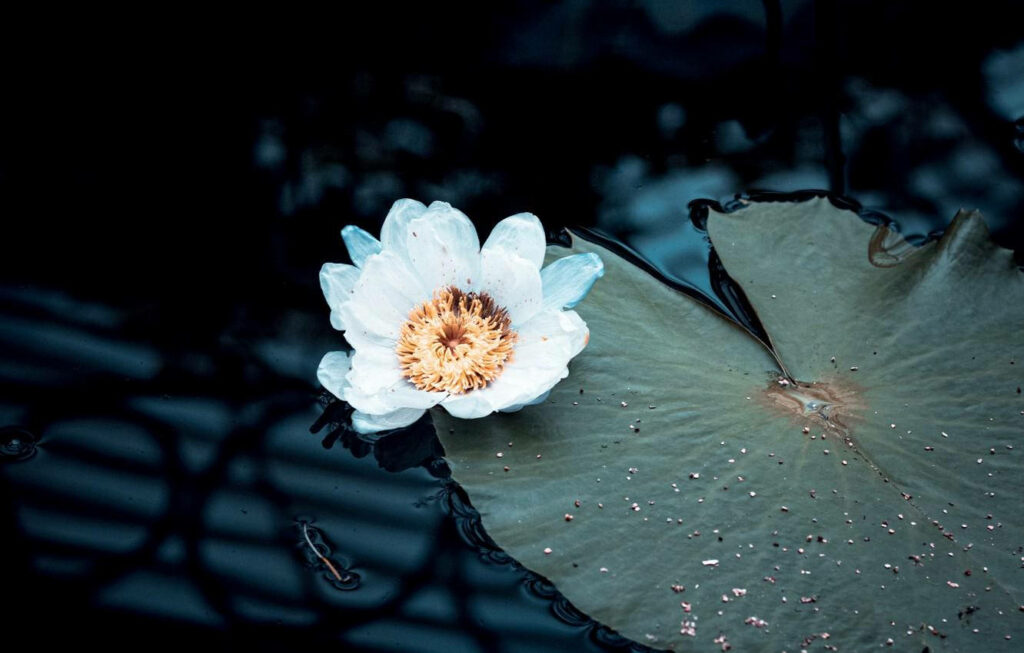 Serene White Water Lily Wallpaper: Tranquil Nature Background