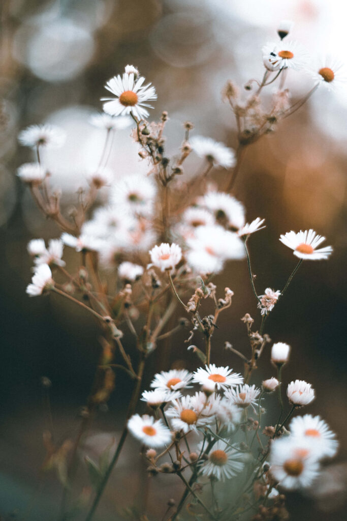 Tranquil White Wildflowers on Warm Blurred Background Wallpaper