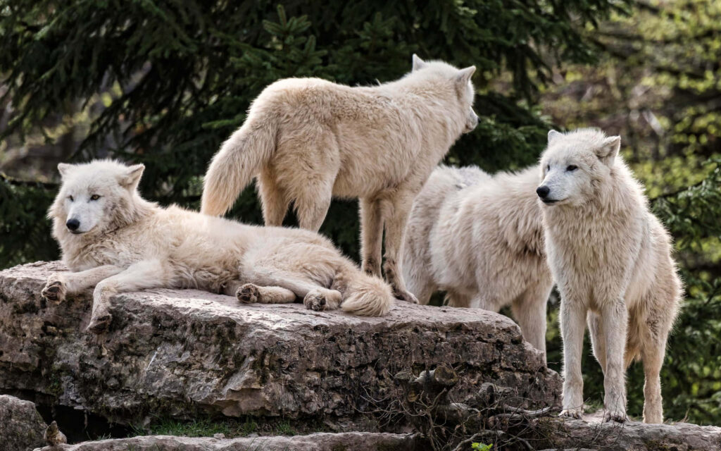 Serene White Wolves on Rocky Outcrop: Tranquil Nature Wallpaper