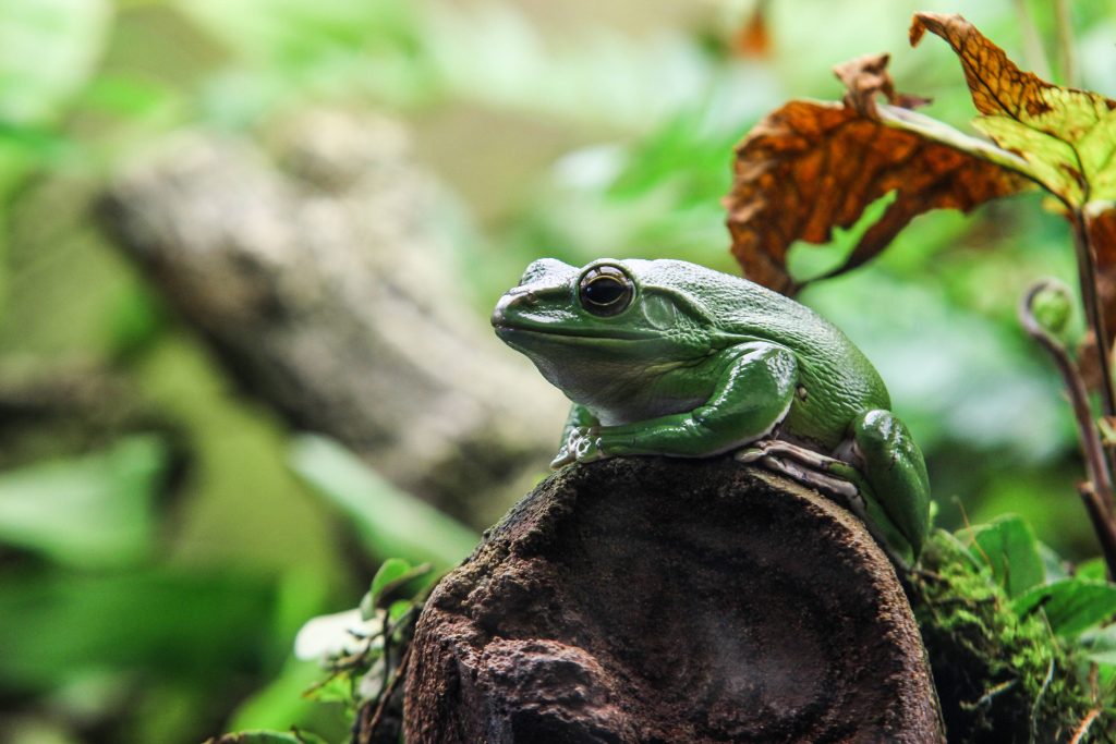 White's tree frog resting on mossy branch with blurred green forest background wallpaper
