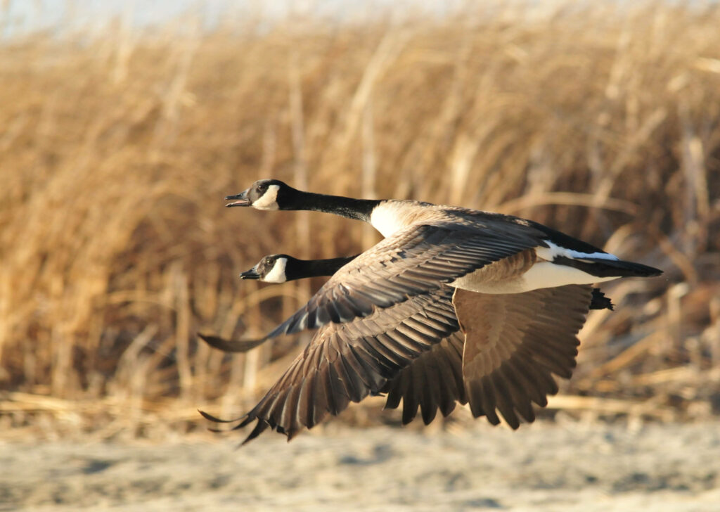 Wild Geese in Flight Over Tranquil Field - Serene Nature Wallpaper