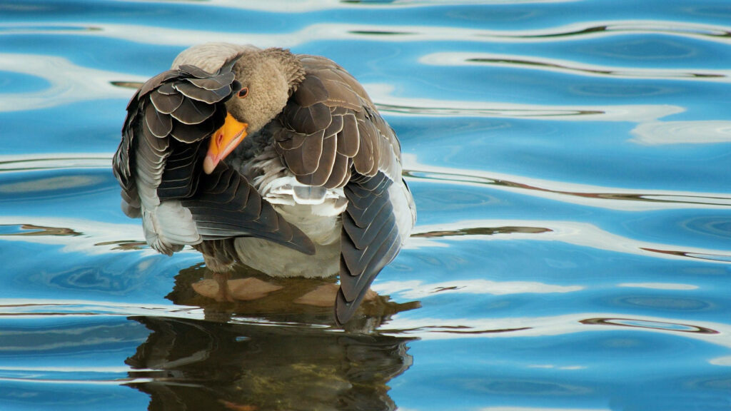 Elegant Wild Goose on Tranquil Pond - Serene Nature Wallpaper