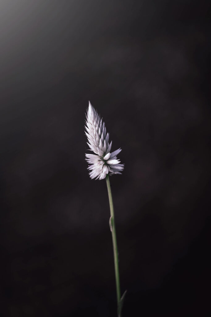 Serene Wild Grass Flower Wallpaper for Android - Textured & Minimalist