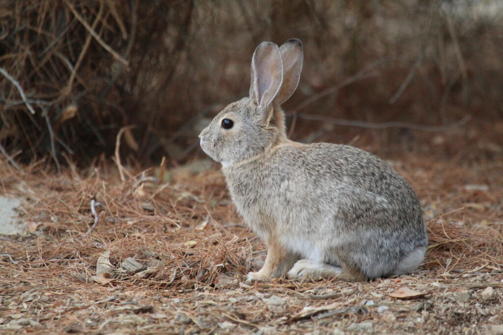 Wild Rabbit in Serene Foliage: Nature's Earthy Wallpaper