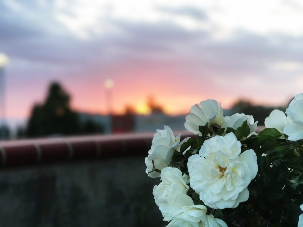 Serene Wild Roses Wallpaper with Blurred Sunset Sky Background