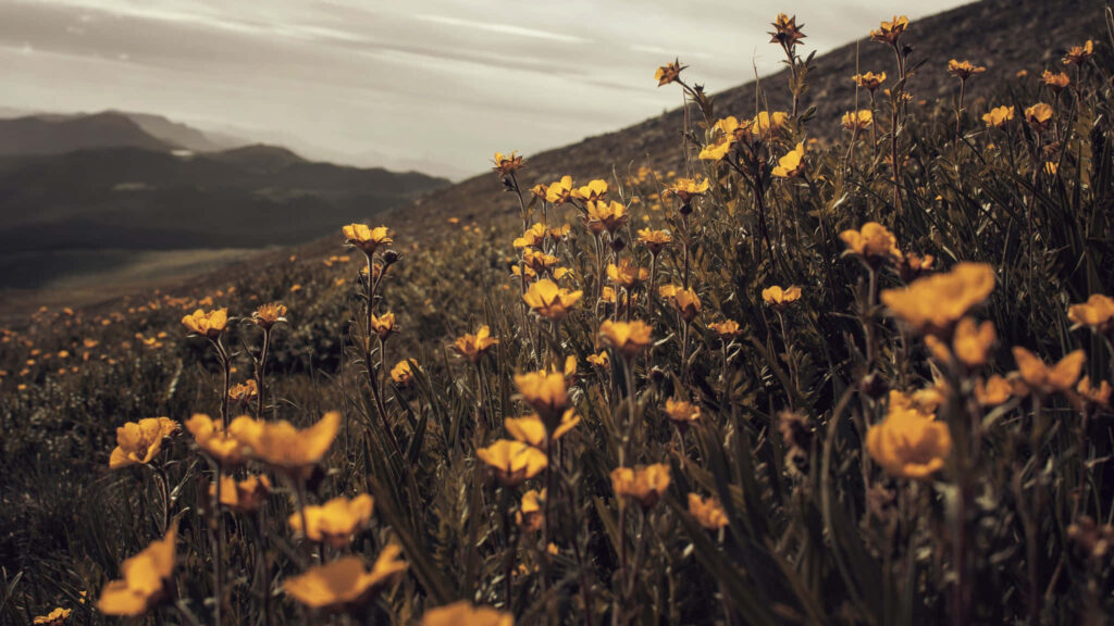 Serene Wildflower Landscape Wallpaper: Springtime Tranquility