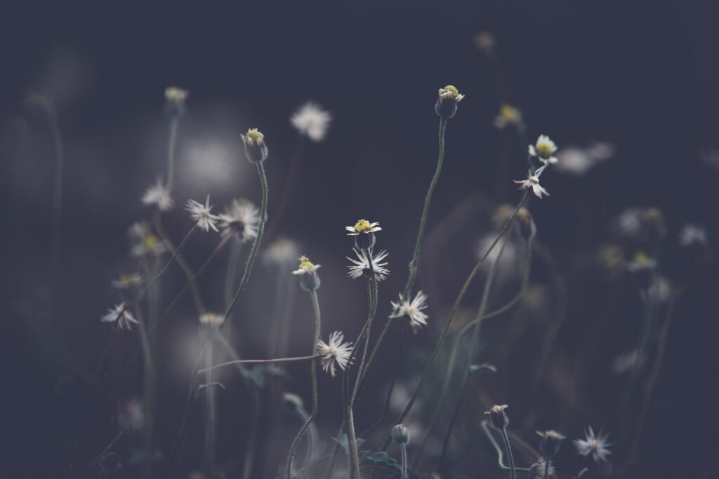 Tranquil Wildflower Close-Up Wallpaper: Serene Natural Background